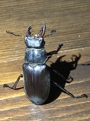 Lucanus cervus turcicus