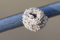 Apterona helicoidella