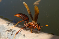 Polistes major