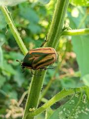 Cotinis nitida