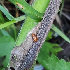 Neocrepidodera transversa