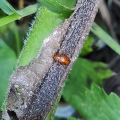 Neocrepidodera transversa