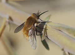 Nothoschistus melampogon