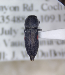 Paratyndaris coursetiae