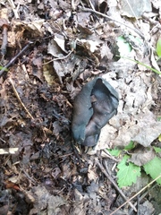 Helvella solitaria