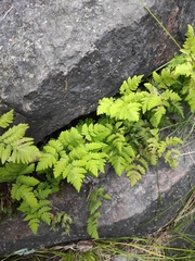 Gymnocarpium dryopteris