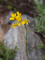Erysimum perenne