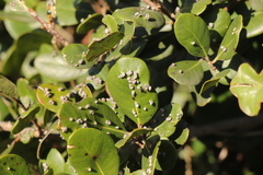 Eriophyes inermae