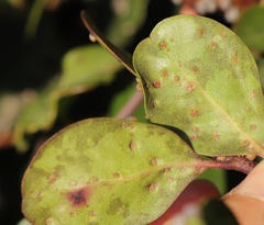 Eriophyes inermae