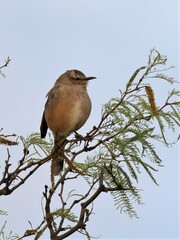 Mimus patagonicus