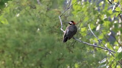 Colaptes melanochloros