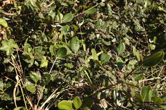 Eriophyes inermae