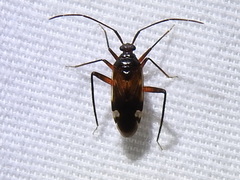 Eustictus