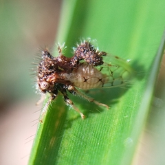 Cyphonia clavigera