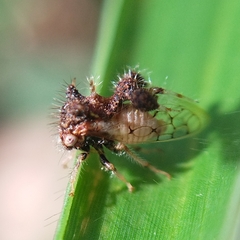 Cyphonia clavigera
