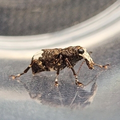 Eurymycter tricarinatus
