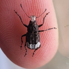 Eurymycter tricarinatus