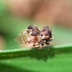 Cyphonia clavigera