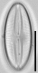 Fallacia pygmaea