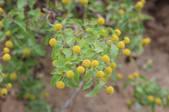 Podanthus ovatifolius