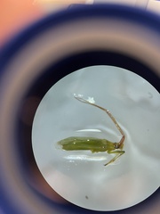 Megaloceroea recticornis