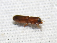 Euplatypus compositus