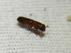 Euplatypus compositus