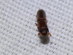 Euplatypus compositus