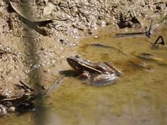 Lithobates neovolcanicus