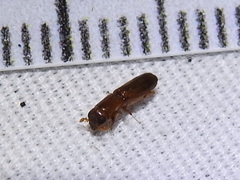 Euplatypus compositus