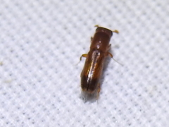 Euplatypus compositus