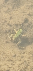 Pelophylax bedriagae