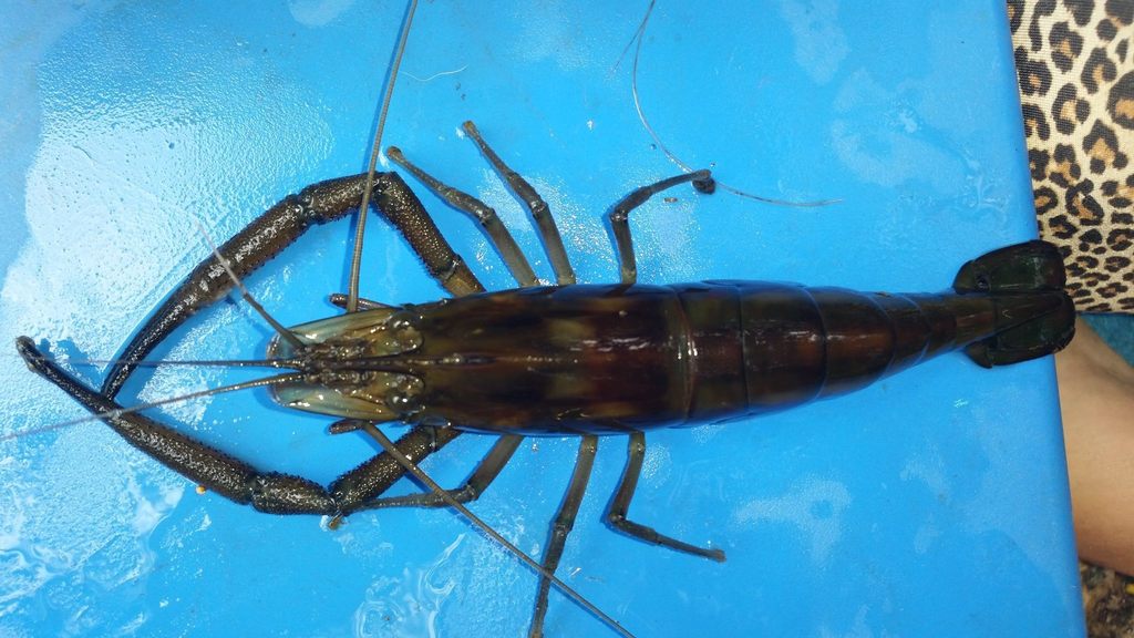 Bigclaw river shrimp (A Guide to Freshwater Fish and Shrimp of the U.S