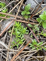 Pyxidanthera barbulata