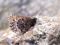 Oeneis melissa semidea