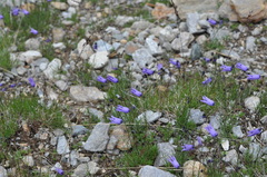 Campanula excisa