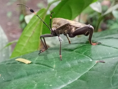 Pachylis laticornis