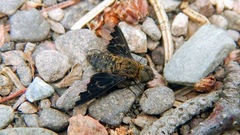 Hemipenthes morioides