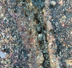 Arctosa perita