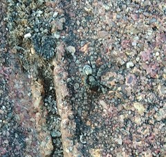 Arctosa perita