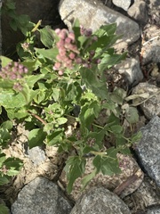 Ageratina occidentalis
