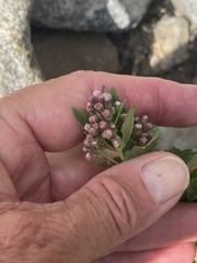 Ageratina occidentalis