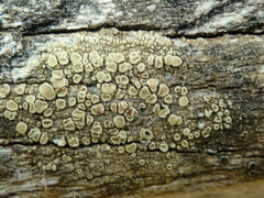 Lecanora varia