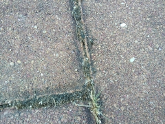 Arctosa perita