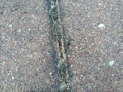 Arctosa perita