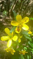 Chrysotoxum triarcuatum