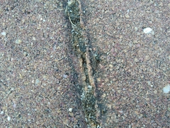 Arctosa perita