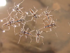 Velia gridellii