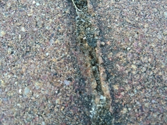 Arctosa perita