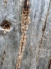 Subantrodia juniperina